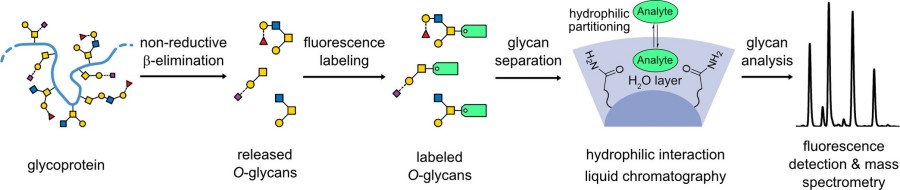 Fig.3 O-glycan analysis workflow.