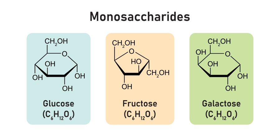 Monosaccharide. (Creative Biolabs Authorized)