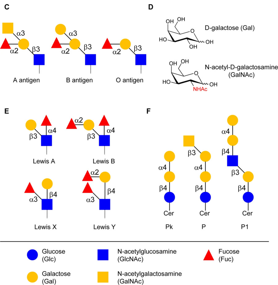 Fig.1 Several glycan structures (including three blood type antigens).