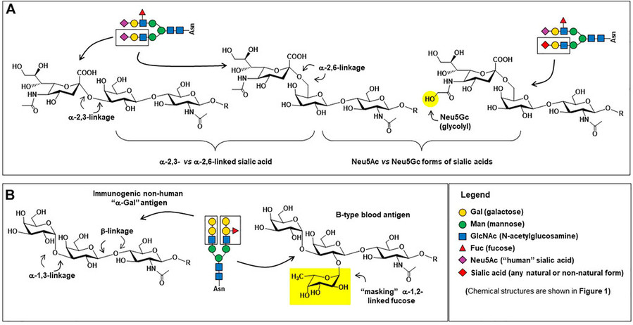Fig.1 Glycan epitopes relevant to therapeutic antibodies.