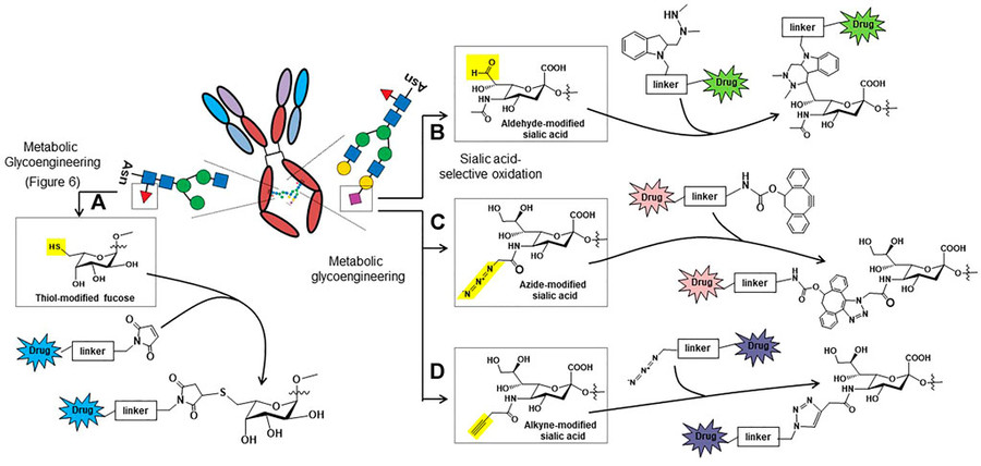 Fig.2 Glycosylation-based ADC strategies.