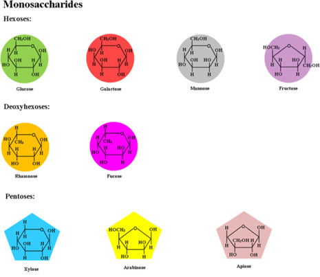 Fig.1 Some structure of monosaccharides.