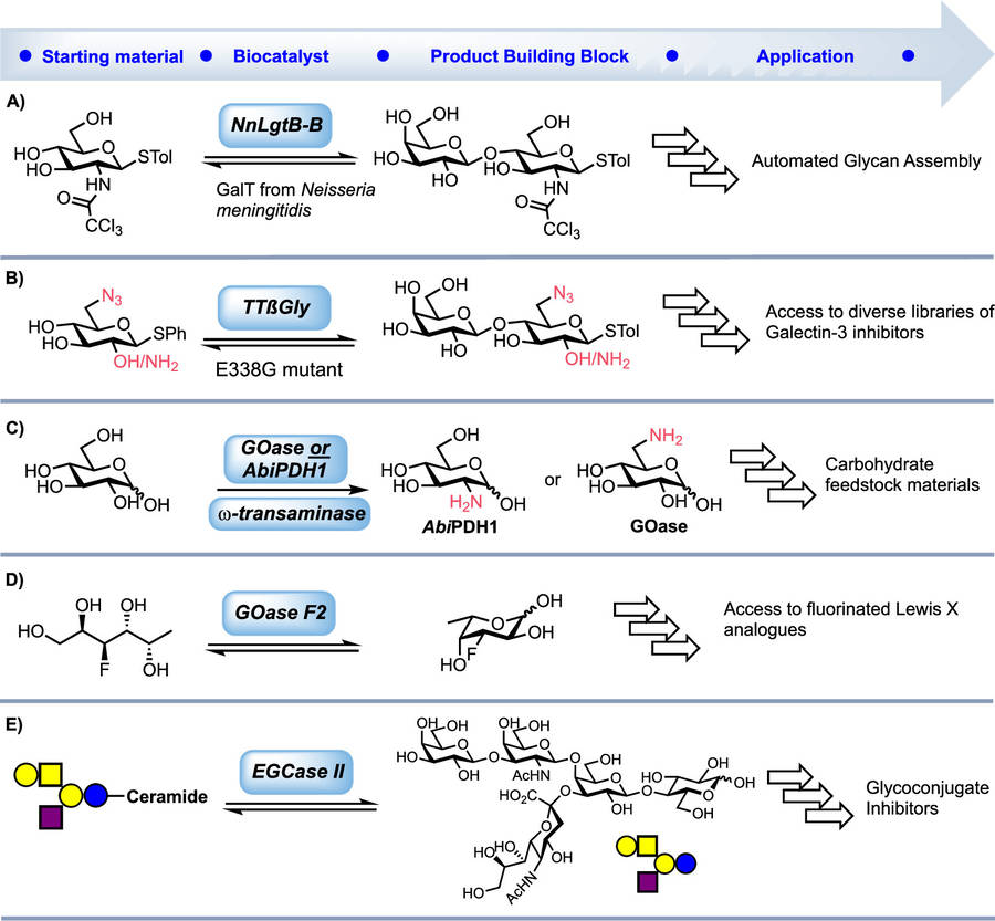 Fig.1 Biocatalytic Pathways for Glycan Synthesis: Enzyme-Based Solutions