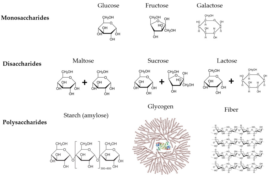 Fig.1 Some instances of monosaccharides, disaccharides, and polysaccharides. (Creative Biolabs Authorized)