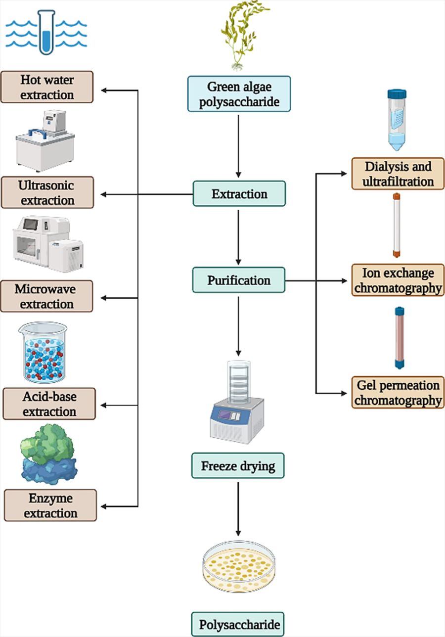 Fig.2 Extraction and purification of polysaccharides in green algae.