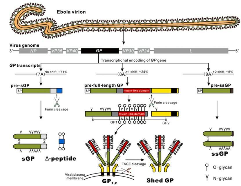 Fig.1 Coding strategy for Ebola virus glycoproteins.