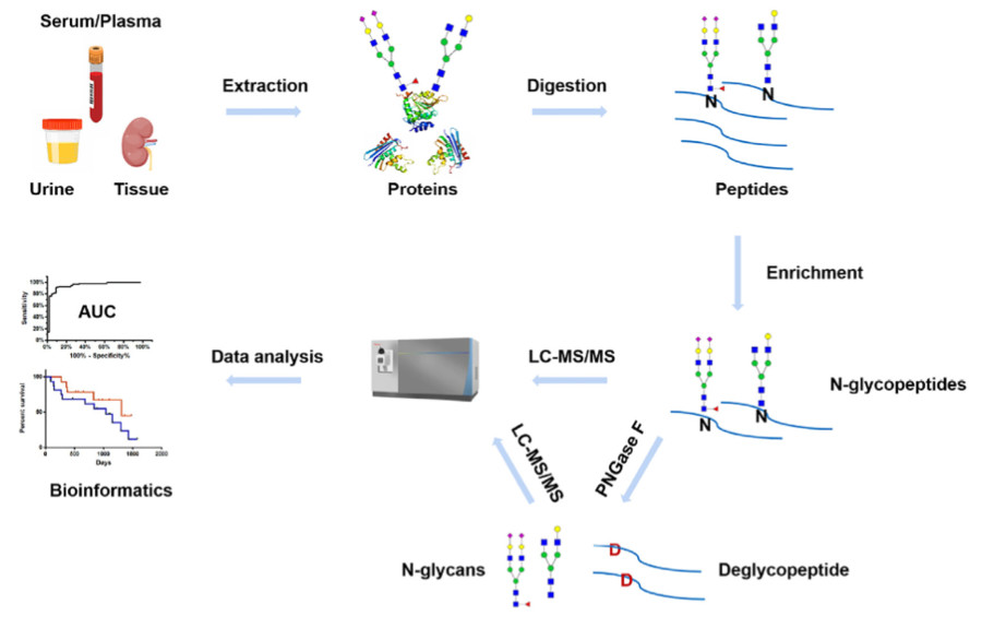 Fig.1 MS-Based Approach for N-Glycosylation Profiling in Clinical Samples. (OA Literature)