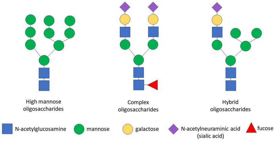 Fig.1 The Structure of different three types of N-Linked oligosaccharides.