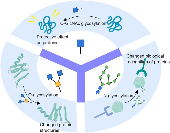 Fig.1 Glycosylation types affecting protein structure and activity. (OA Literature)