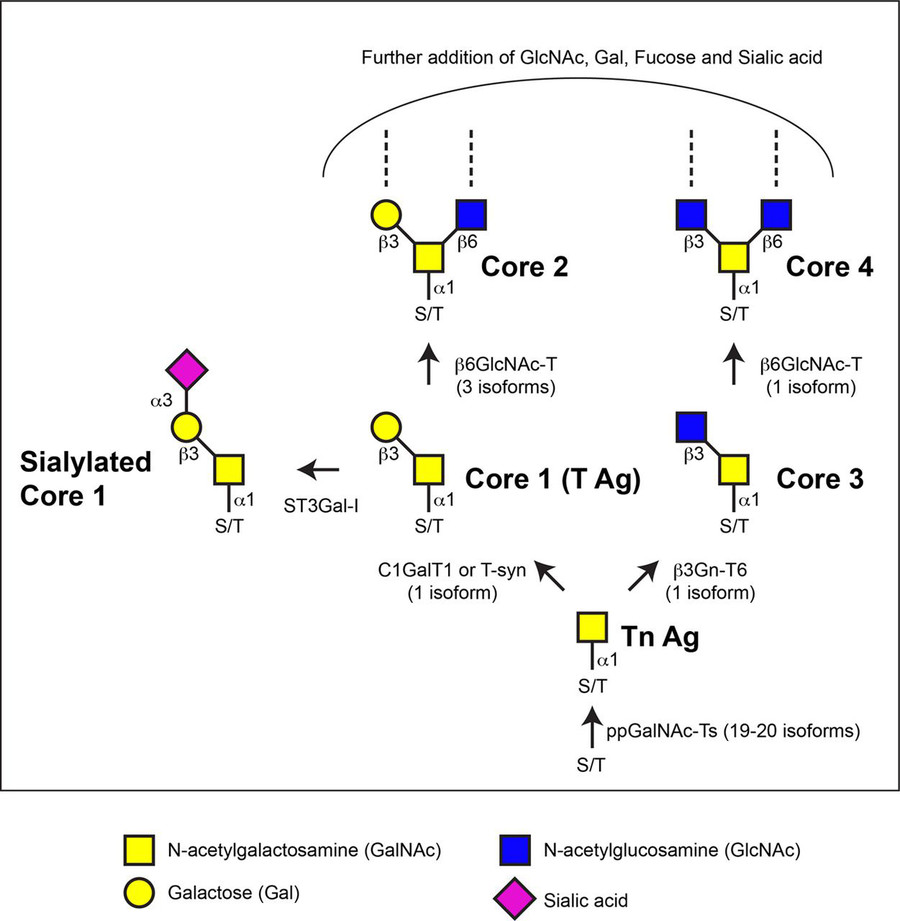 Fig.1 Mucin-type O-glycans' biosynthesis. (OA Literature)