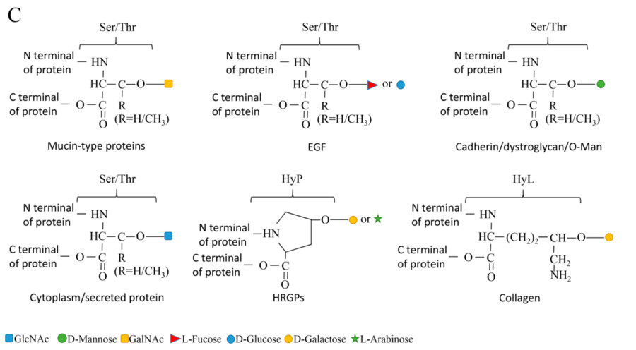 Fig.1 Diverse Types of O-Linked Glycosylation.