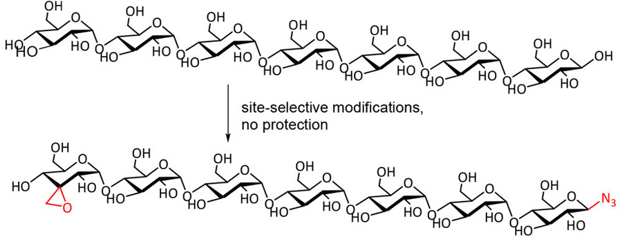 Fig.1 Targeted Glycan Modification at Specific Sites.