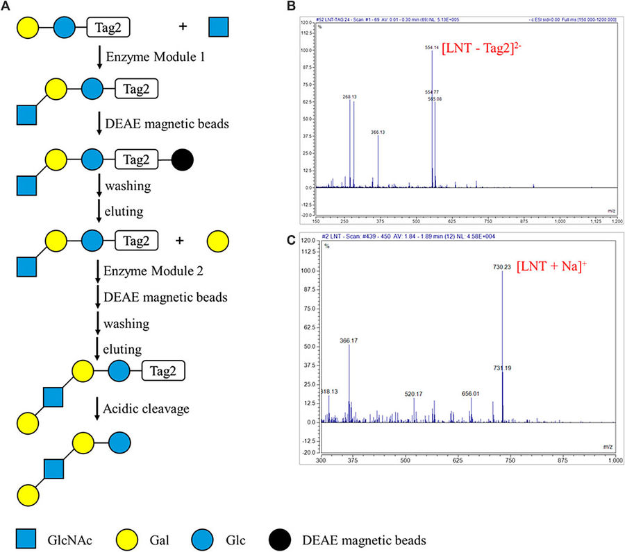 Fig.1 Automated Enzymatic Reaction Strategy for Oligosaccharide Synthesis Using the DMF Device.