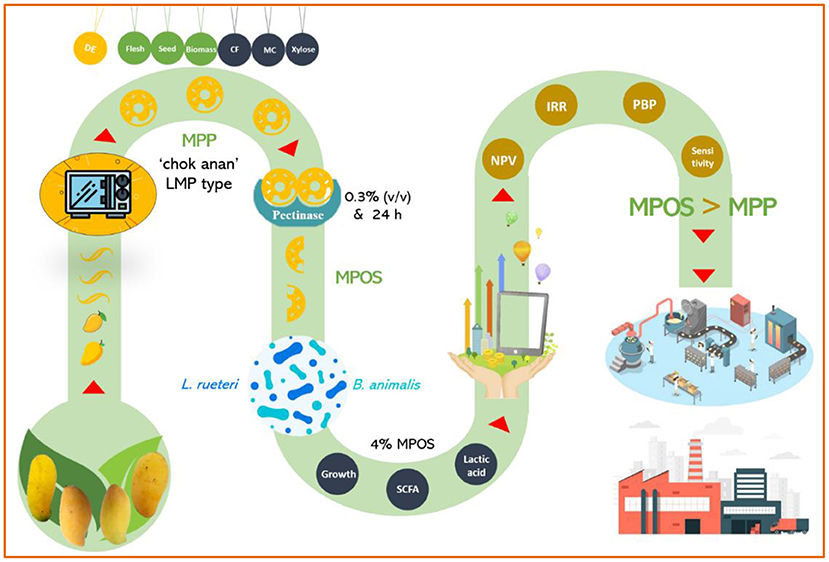 Fig.1 Schematic Overview of the Green Biorefinery Process for Converting Mango Peel Waste into High-Value Pectic Oligosaccharides. (OA Literature)