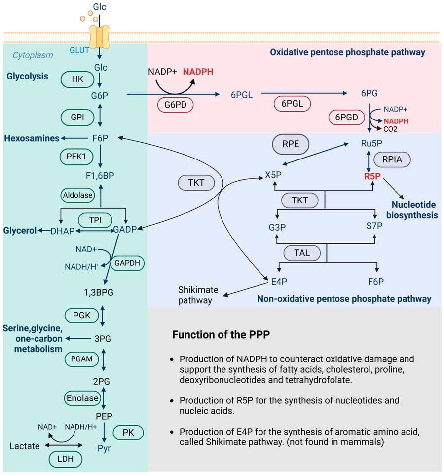 Fig.1 Schematic drawing of the metabolic flux of glycolysis, oxPPP, and non-oxPPP.
