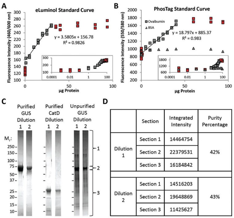 Fig.1 Quantitative determination of protein glycan phosphorylation. (Ketcham, Ashraf and Madhavarao, 2017)