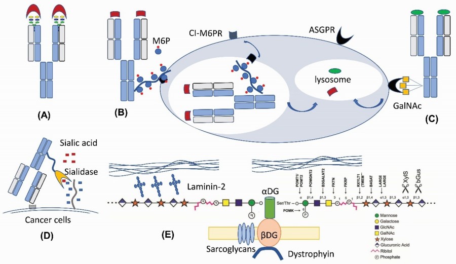 Fig.1 Applications of glycosylation engineering in therapeutics, including Fab N-glycan diversification, M6P and GalNAc-mediated lysosomal targeting, antibody–sialidase fusion strategies, and O-mannosylation-based modulation of α-Dystroglycan function. (OA Literature)