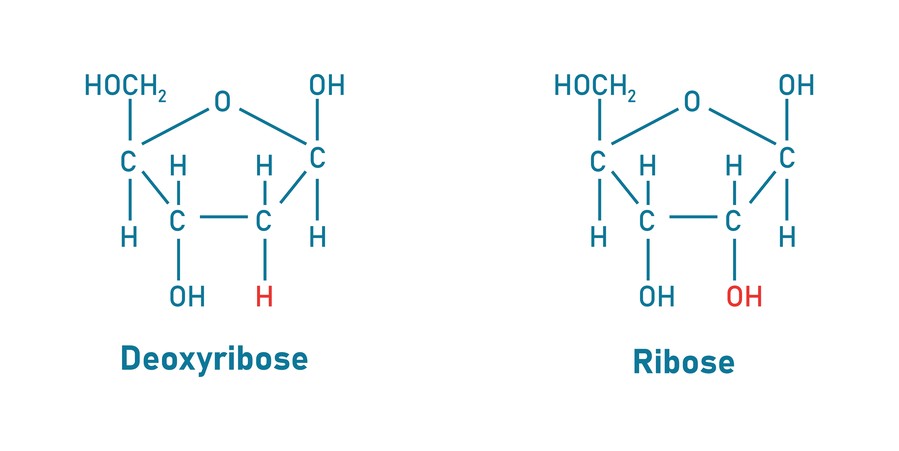 Fig.1 The structure of ribose and deoxyribose. (Creative Biolabs Authorized)