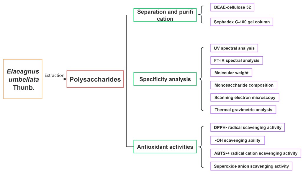 Fig.1 The separation, analysis, and antioxidant activity of Elaeagnus umbellata polysaccharides. (Zhang, et al., 2023)