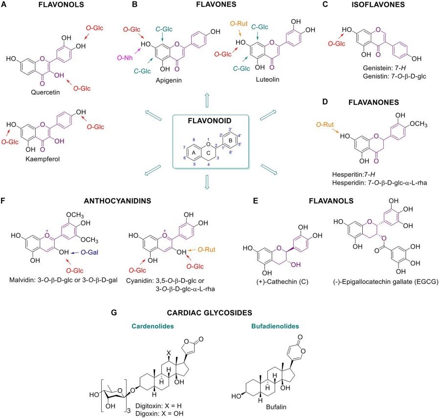 Fig.1 Health-Promoting Glycosylated Plant Metabolites: Flavonoids and Their Glycoside Forms. (OA Literature)