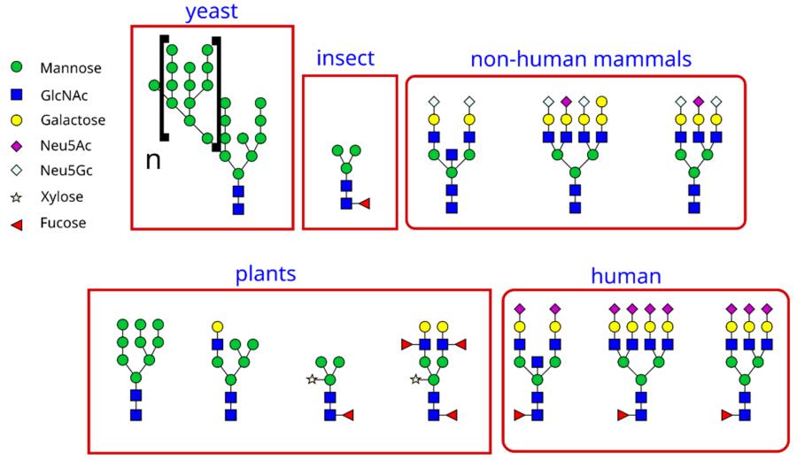 Fig.1 Species-Specific Glycan Structures and Their Variations Across Organisms: Yeast, Insects, Non-Human Mammals, Plants, and Humans.