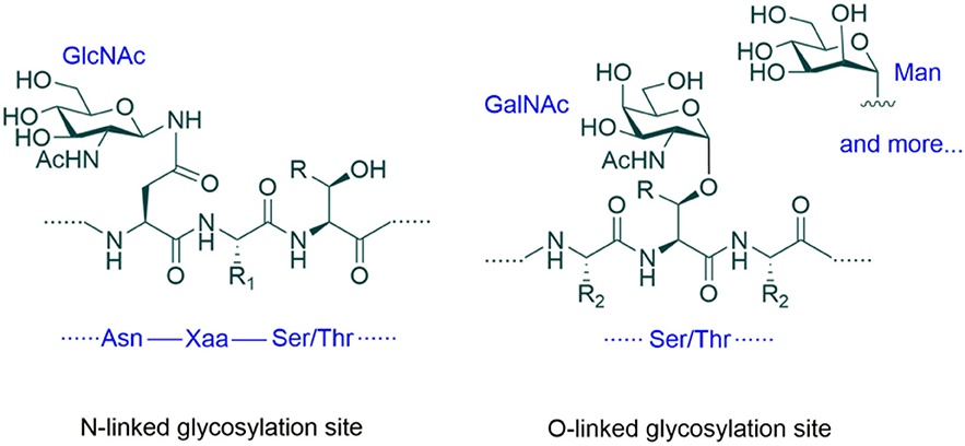 Fig.1 The two most common types of glycosylation and their glycosylation sites (N- and O-linked glycosylation). (OA Literature)