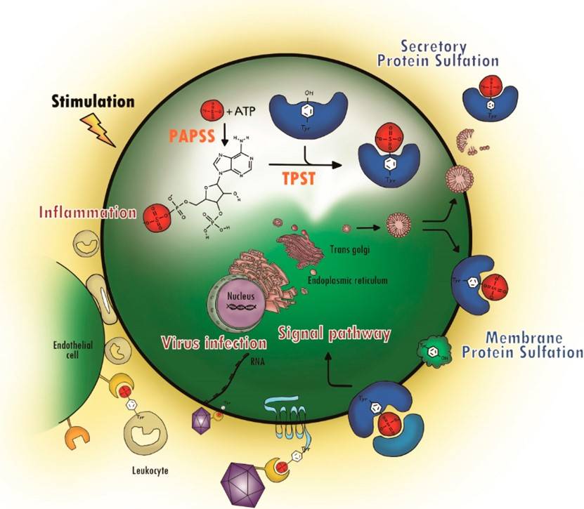 Fig.1 Biochemical processes of PTS in cells.