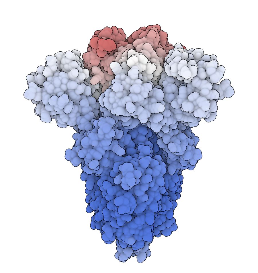Glycoprotein. (Creative Biolabs Authorized)