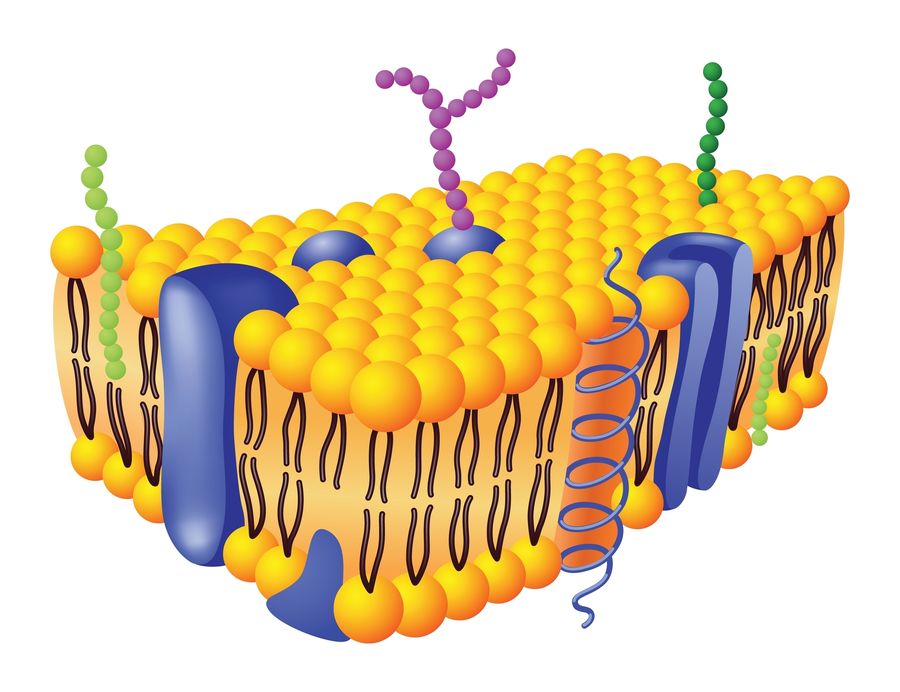 Glycobiology. (Creative Biolabs Authorized)