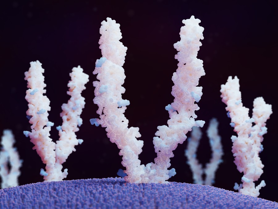 Glycoproteins studies. (Creative Biolabs Authorized)