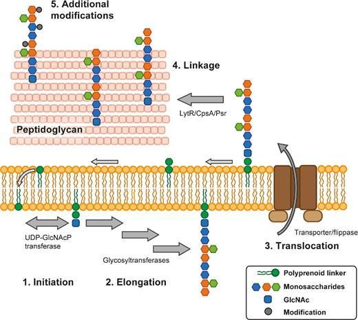 Fig.1 The general biosynthesis process of glycoconjugates. 