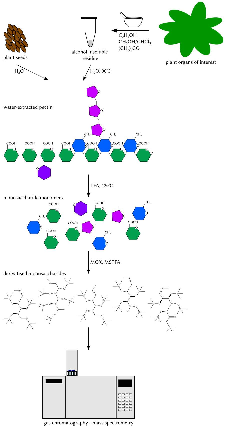 Fig.1 The Process of Monosaccharides analysis via GC-MS.