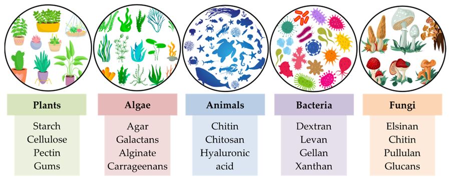 Fig.1 Natural Polysaccharides Categorized by Sources.