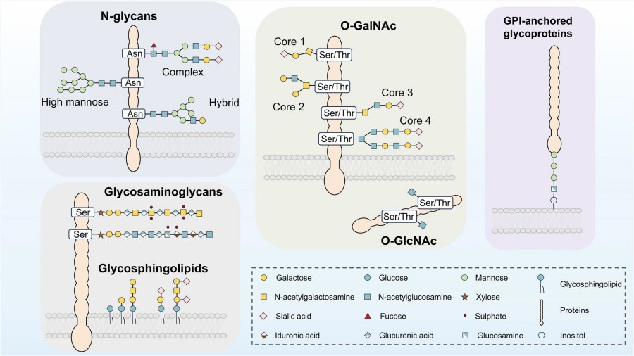 Fig.1 Diagram illustrating major types of protein glycosylation, including N-linked, O-GalNAc, O-GlcNAc, glycosaminoglycans, glycosphingolipids, and GPI-anchor modifications. (OA Literature)