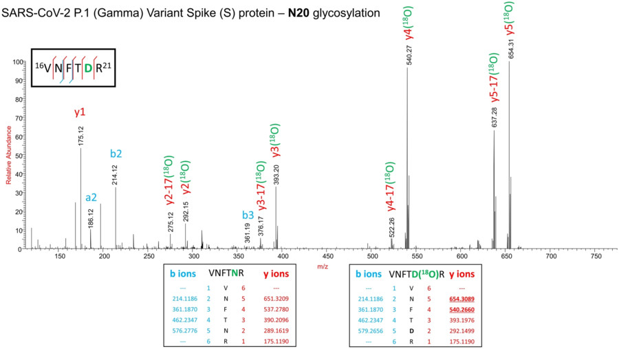 Fig.1 Confirmation of N-glycosylation at N20 site and absence at N17 site on SARS-CoV-2 Gamma variant Spike protein using 18O isotope labelling. (OA Literature)