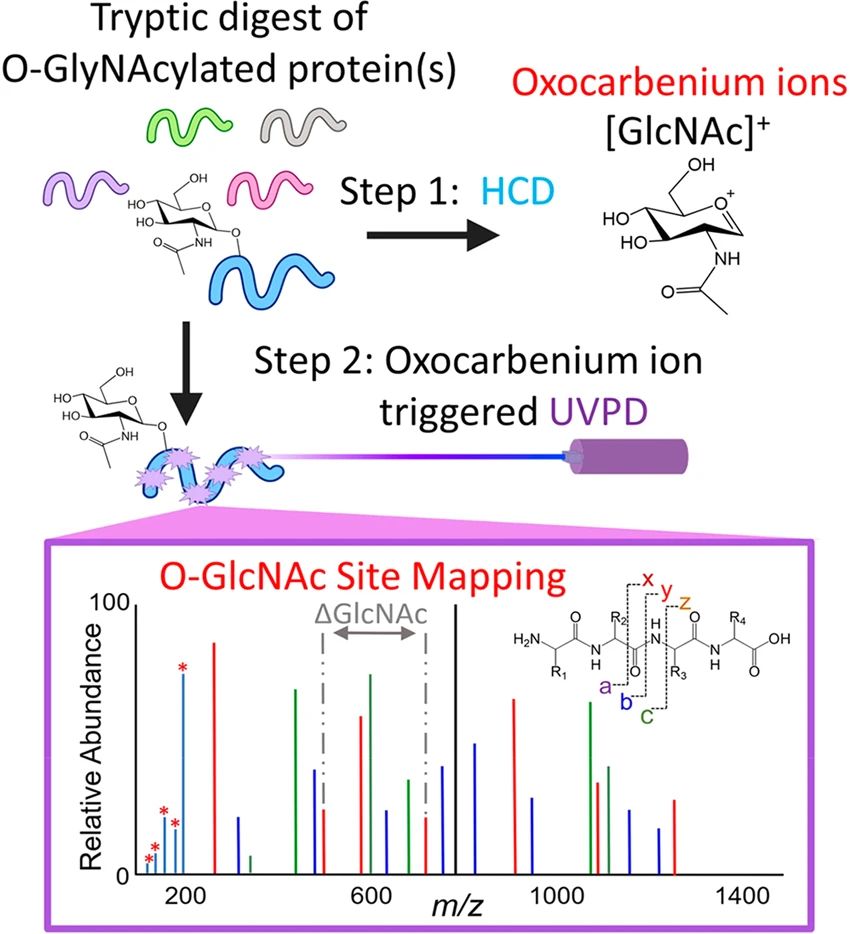 Fig.2 Integrated HCD-UVPD Approach for Mapping O-GlcNAc Sites. (OA Literature)