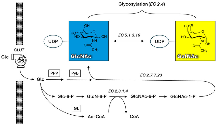 Fig.1 Schematic presentation of glucose metabolism.