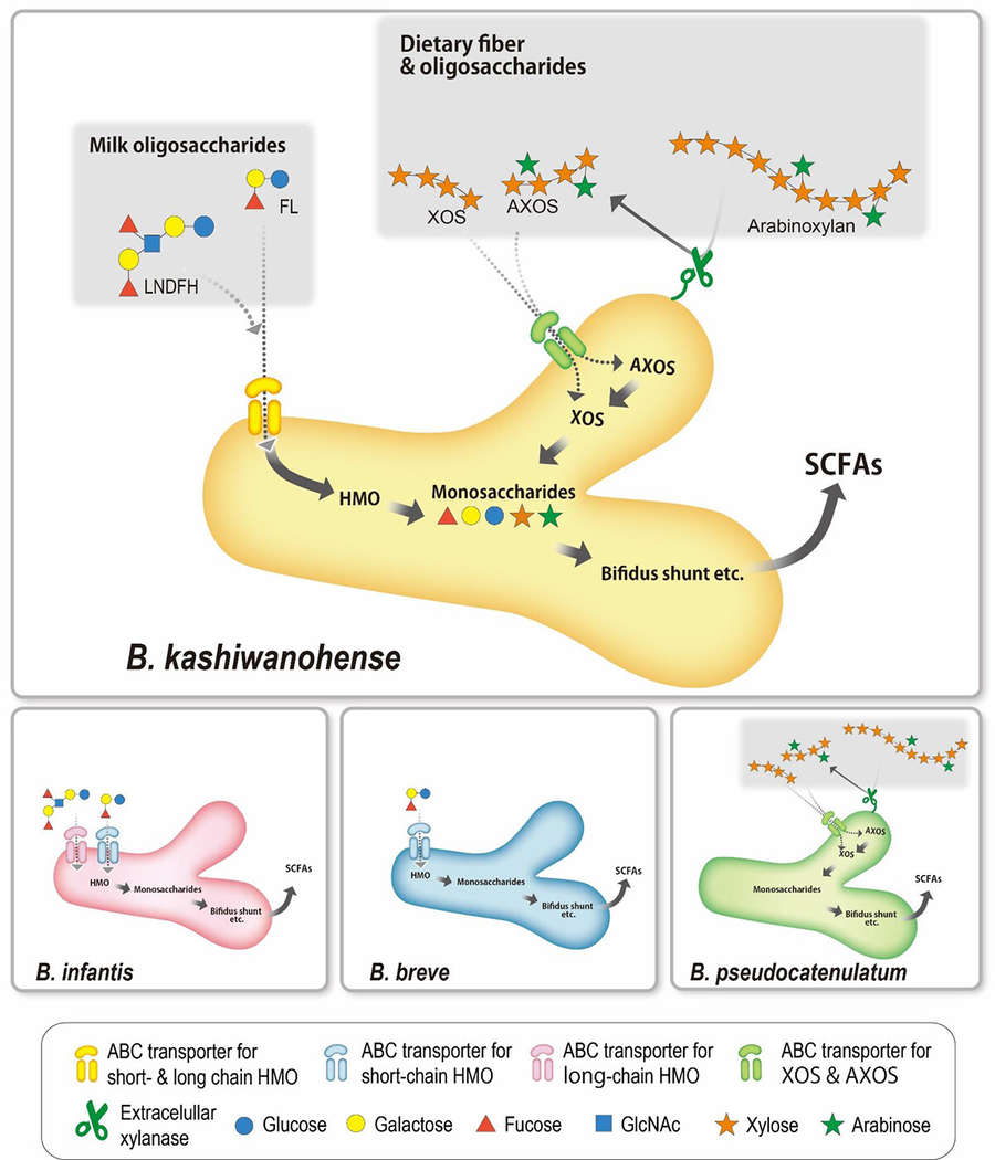 Fig.3 Utilization of XOS and HMO by B. kashiwanohense.