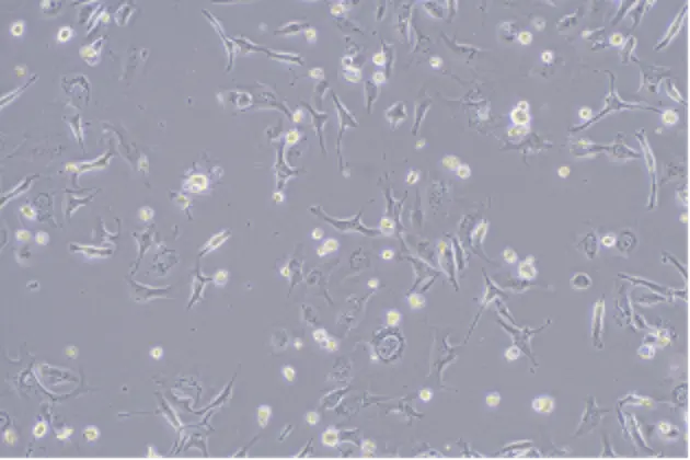 Cell Morphology Image 10×