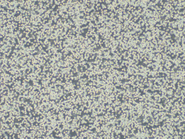 Cell Morphology Image 10× (Bright Field)