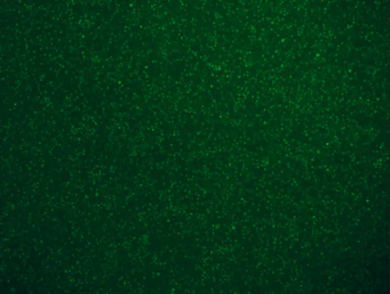 Cell Morphology Image 10× (GFP Channel)