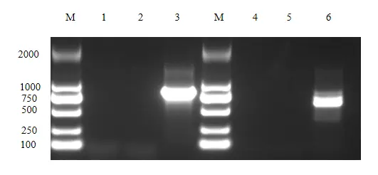 Mycoplasma PCR