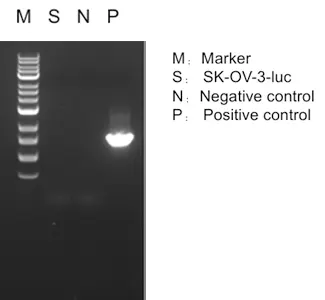 Mycoplasma PCR