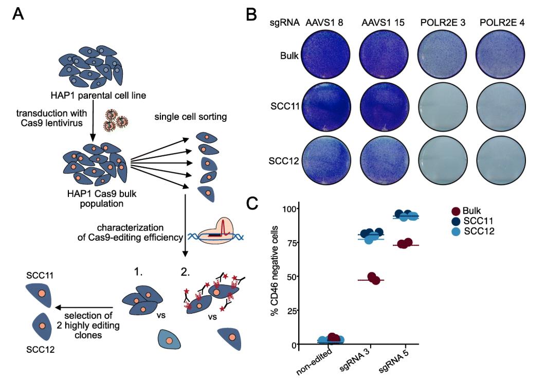 Fig.1 Single-cell Cas9 clones demonstrate significantly higher editing efficiency compared to mixed bulk populations. (OA Literature)