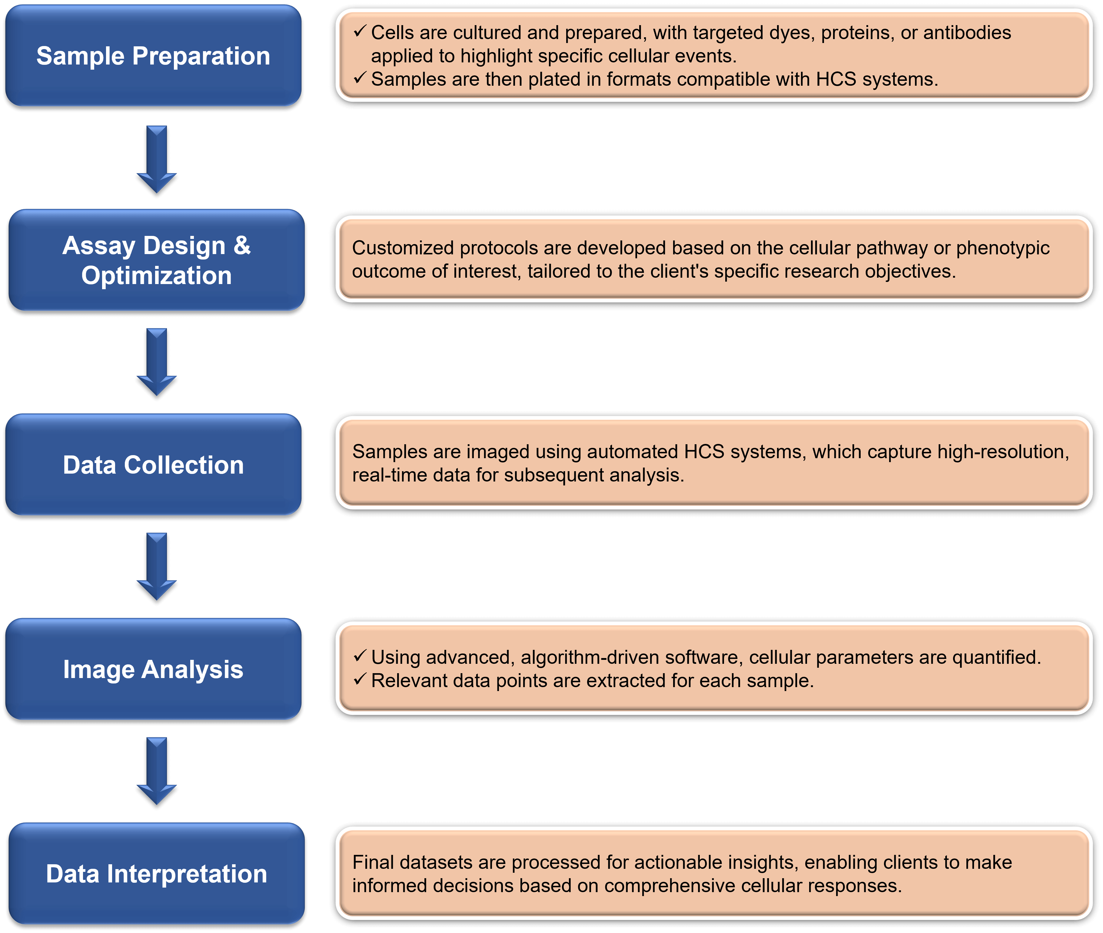 Fig.2 The Workflow for HCS at Creative Biolabs. (Creative Biolabs Original)