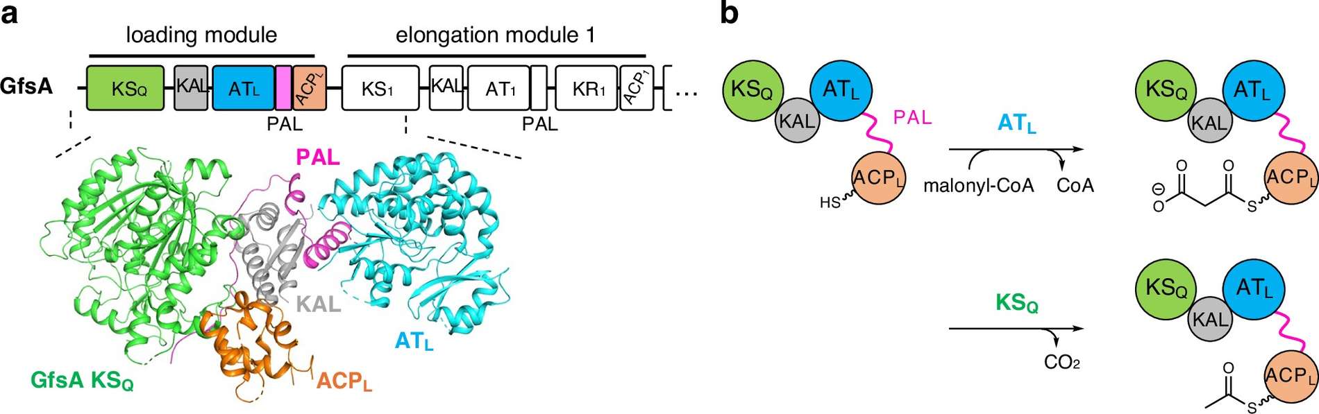 Fig.1 GfsA loading module: Domain organization and starter unit construction. (OA Literature)