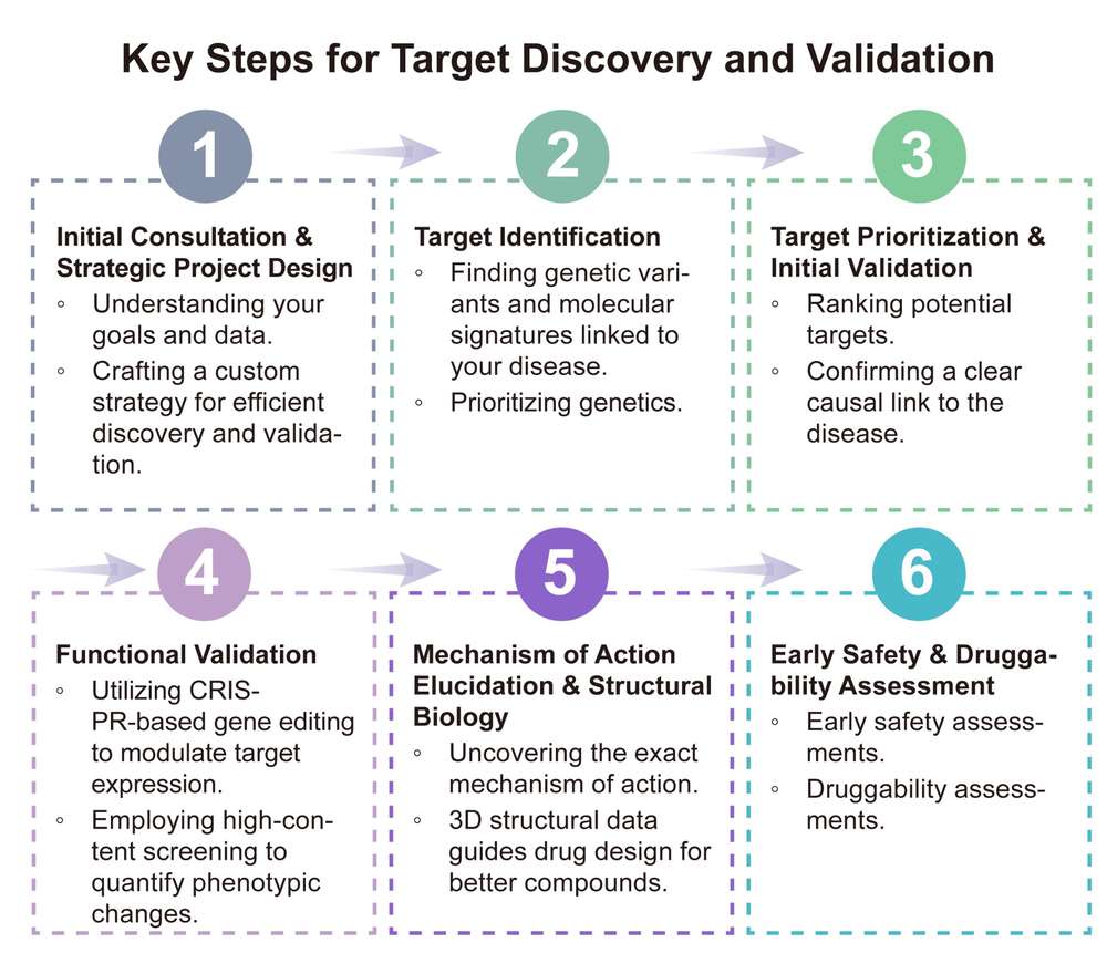 A simple procedure for target discovery and validation. (Creative Biolabs Original)