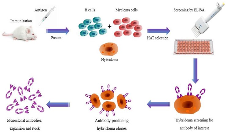 Fig.1 Visualizing the hybridoma approach. (OA Literature)