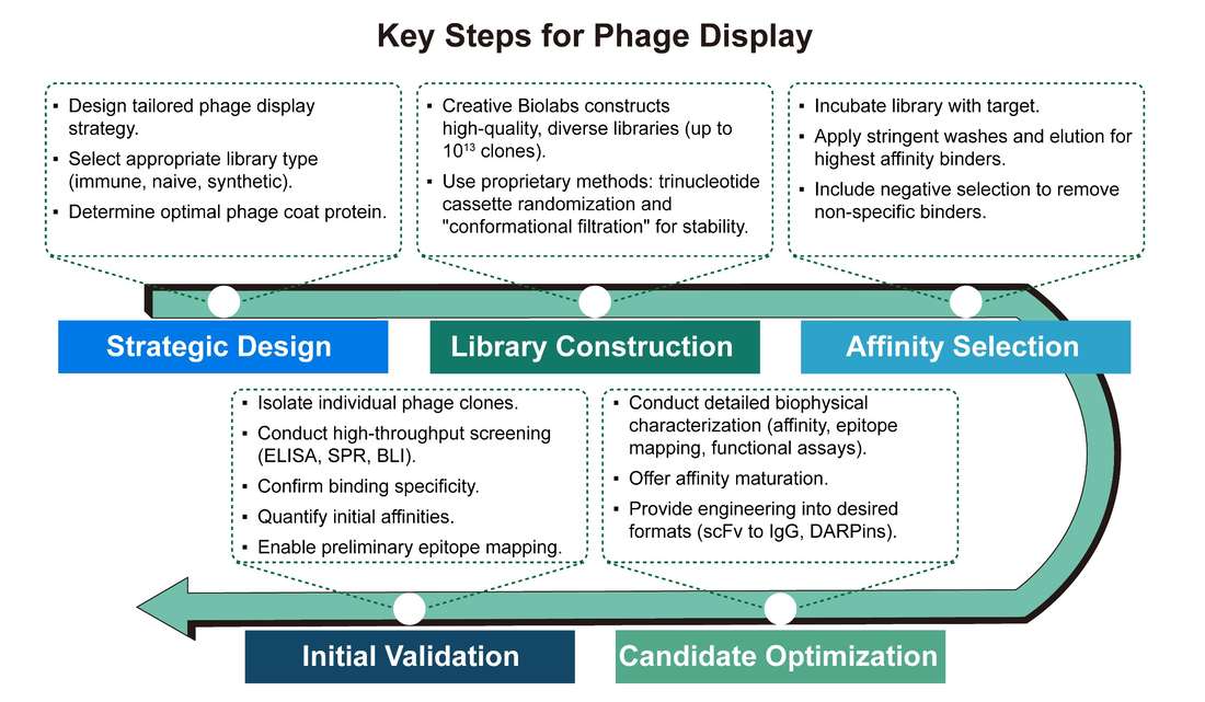 A simple procedure for phage display. (Creative Biolabs Original)