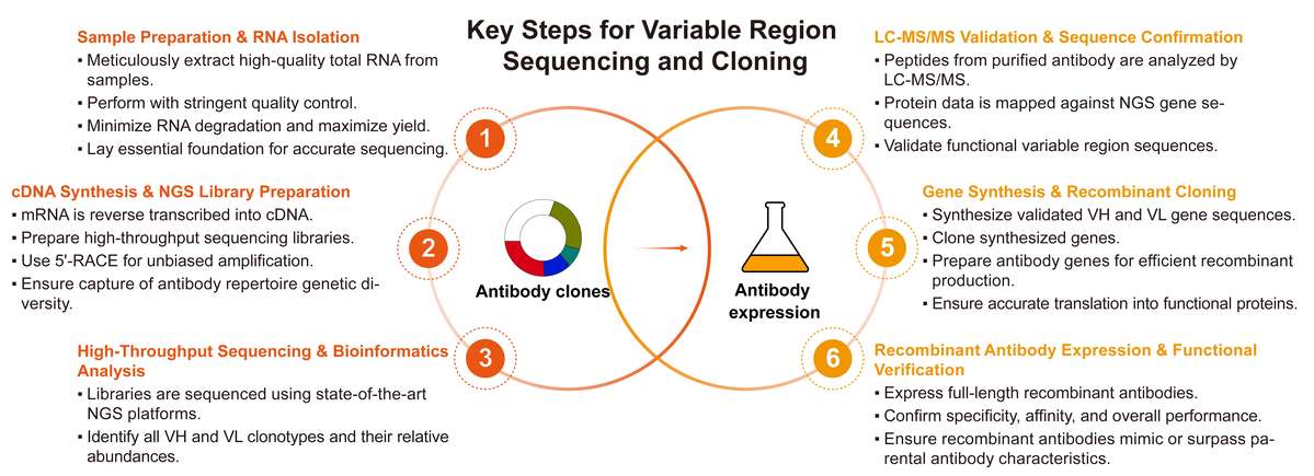 A simple procedure for variable region sequencing and cloning. (Creative Biolabs Original)